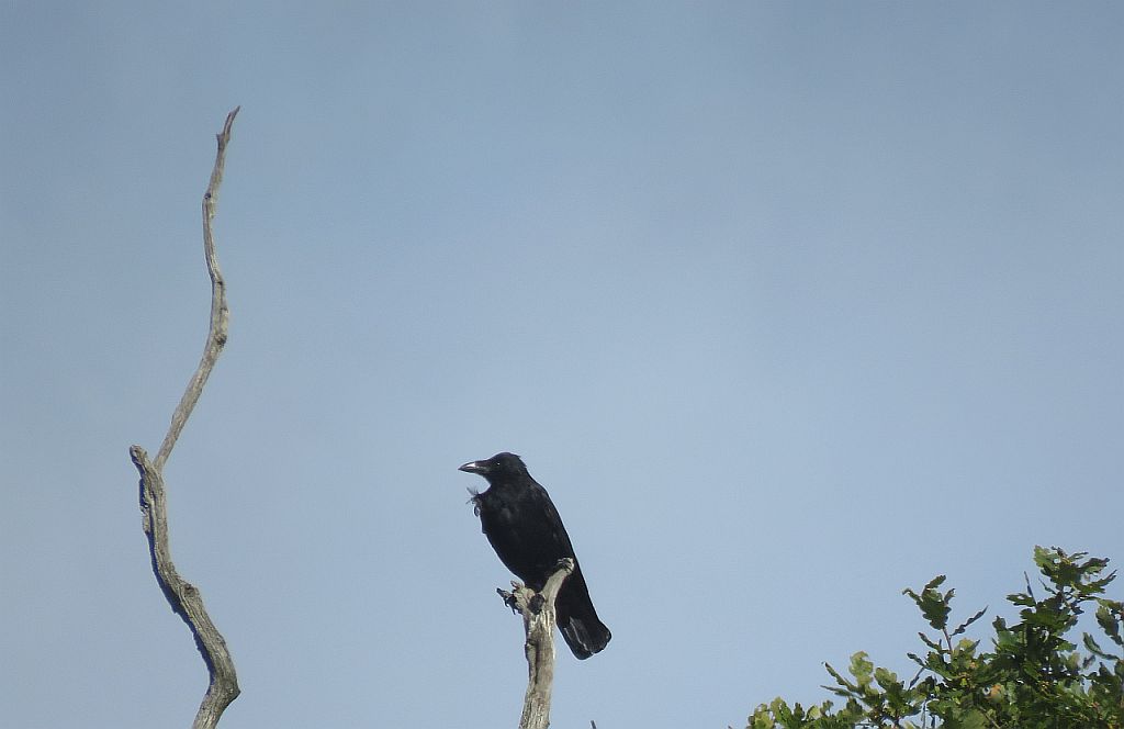  Carrion Crow